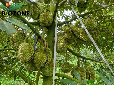 bon-phan-huu-co-hieu-qua-sau-rieng-400x300