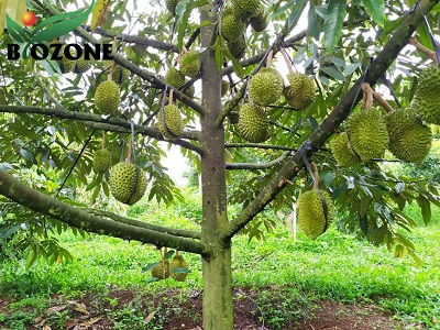 bon-phan-huu-co-hieu-qua-sau-rieng-400x300