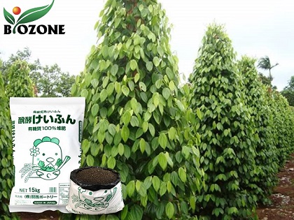 ky-thuat-bon-phan-huu-co-cho-cay-tieu.420x315