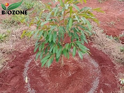 ky-thuat-bon-phan-huu-co-hieu-qua-cho-cay-sau-rieng-400x300