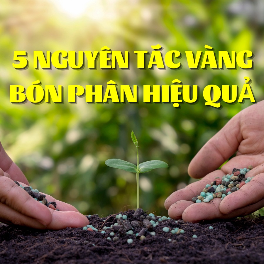 5 nguyên tắc vàng để bón phân hữu cơ hiệu quả