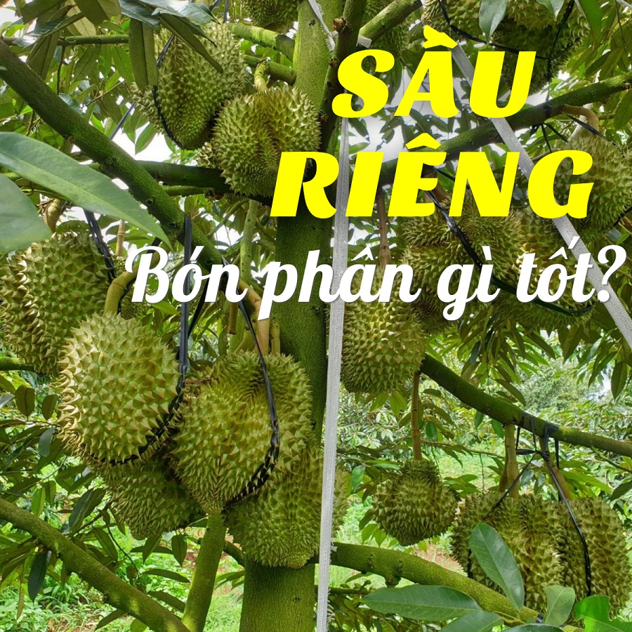 Trồng sầu riêng - Bón phân gì tốt nhất?