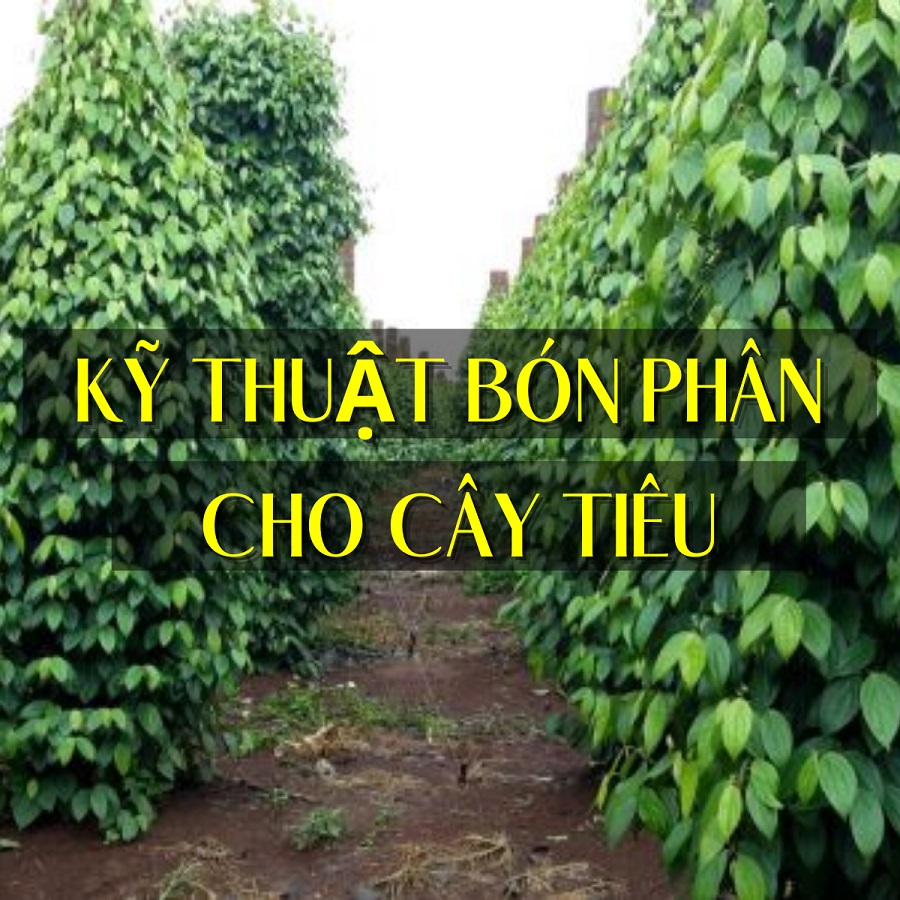 Kỹ thuật bón phân hữu cơ cho cây tiêu