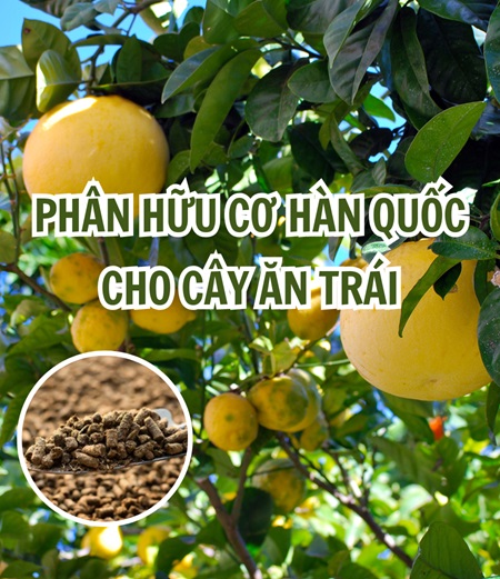 Phân Hữu Cơ Hàn Quốc Cho Cây Ăn Trái