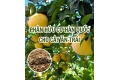 Phân Hữu Cơ Hàn Quốc Cho Cây Ăn Trái