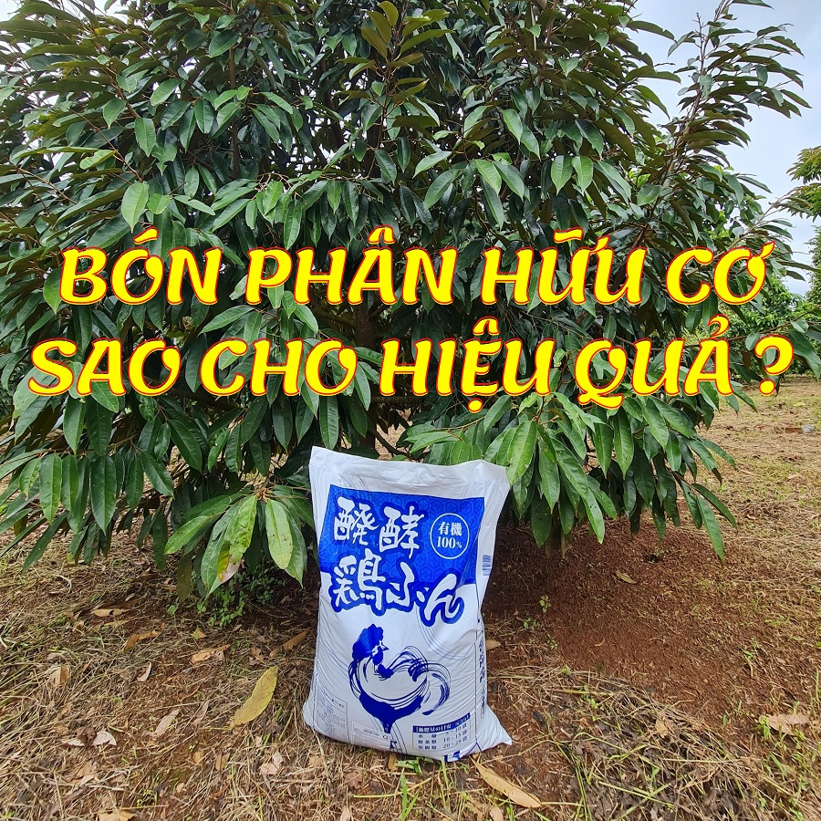 Bón phân hữu cơ đúng cách, hiệu quả, tiết kiệm