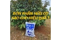 Bón phân hữu cơ đúng cách, hiệu quả, tiết kiệm