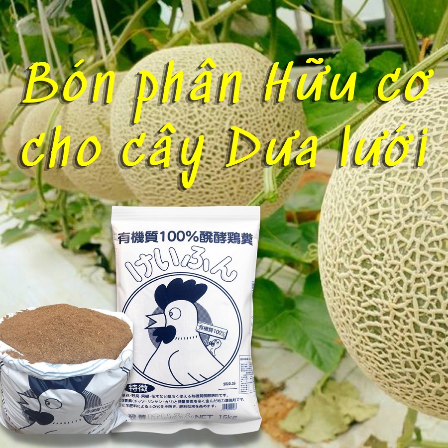 Bón phân hữu cơ Nhật Bản hiệu quả cho cây dưa lưới