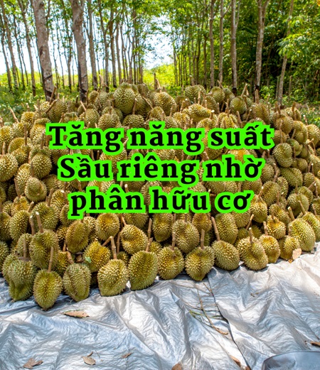 Năng suất sầu riêng tăng vượt trội nhờ phân bón hữu cơ