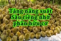 Năng suất sầu riêng tăng vượt trội nhờ phân bón hữu cơ
