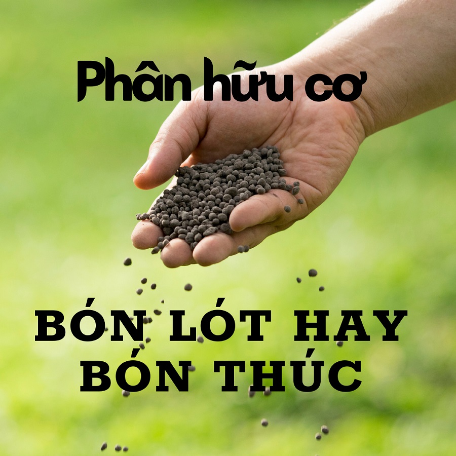 Phân hữu cơ dùng để bón lót hay bón thúc?