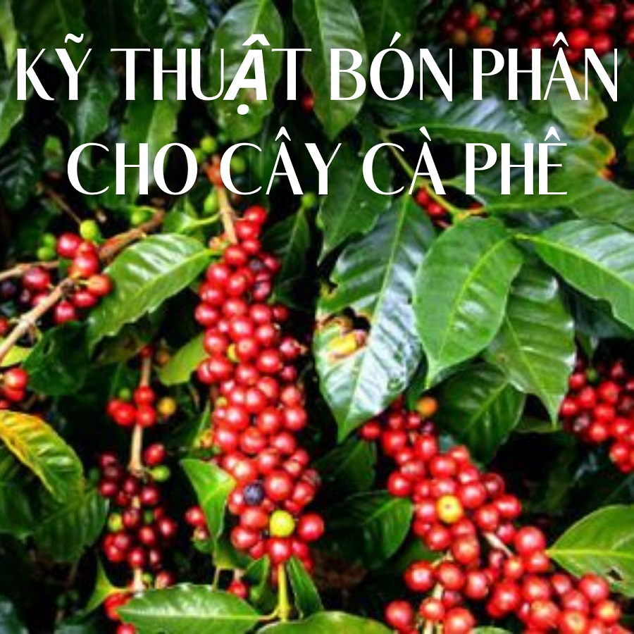 Kỹ thuật bón phân hữu cơ cho cây cà phê