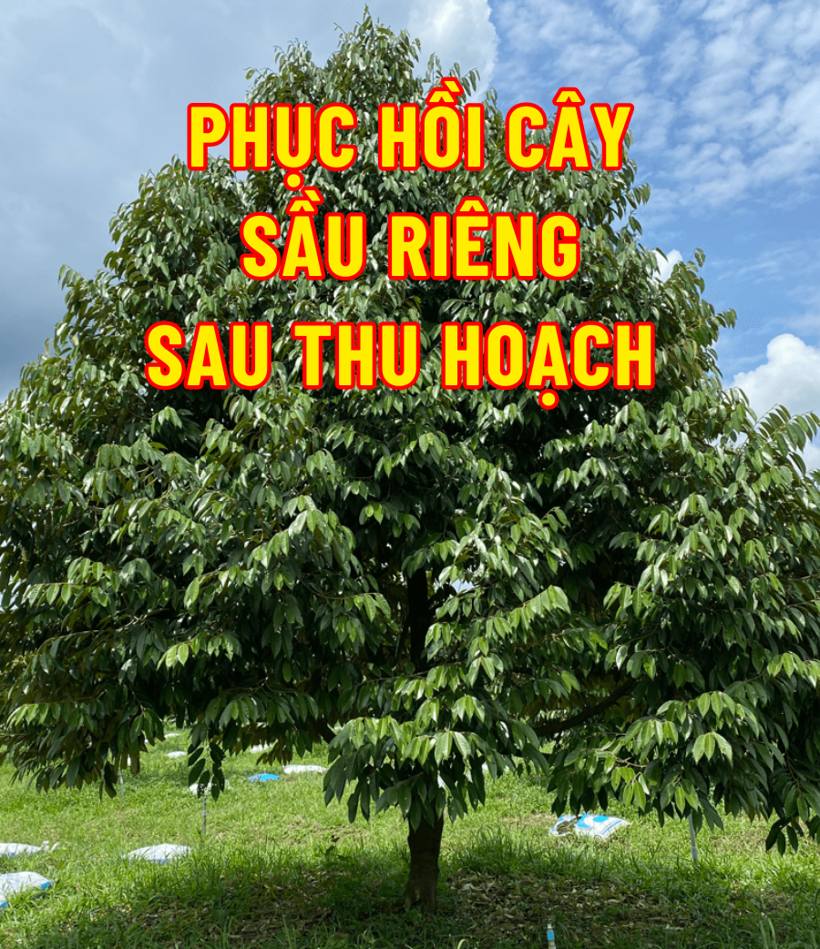 Phục hồi cây Sầu riêng sau khi cắt trái
