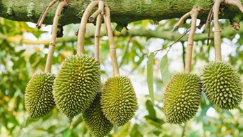 5 giai đoạn quyết định sự thành công của mùa Sầu riêng