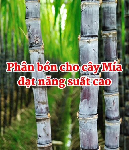 Phân hữu cơ viên nở dùng cho cây Mía - Bí quyết đạt năng suất cao