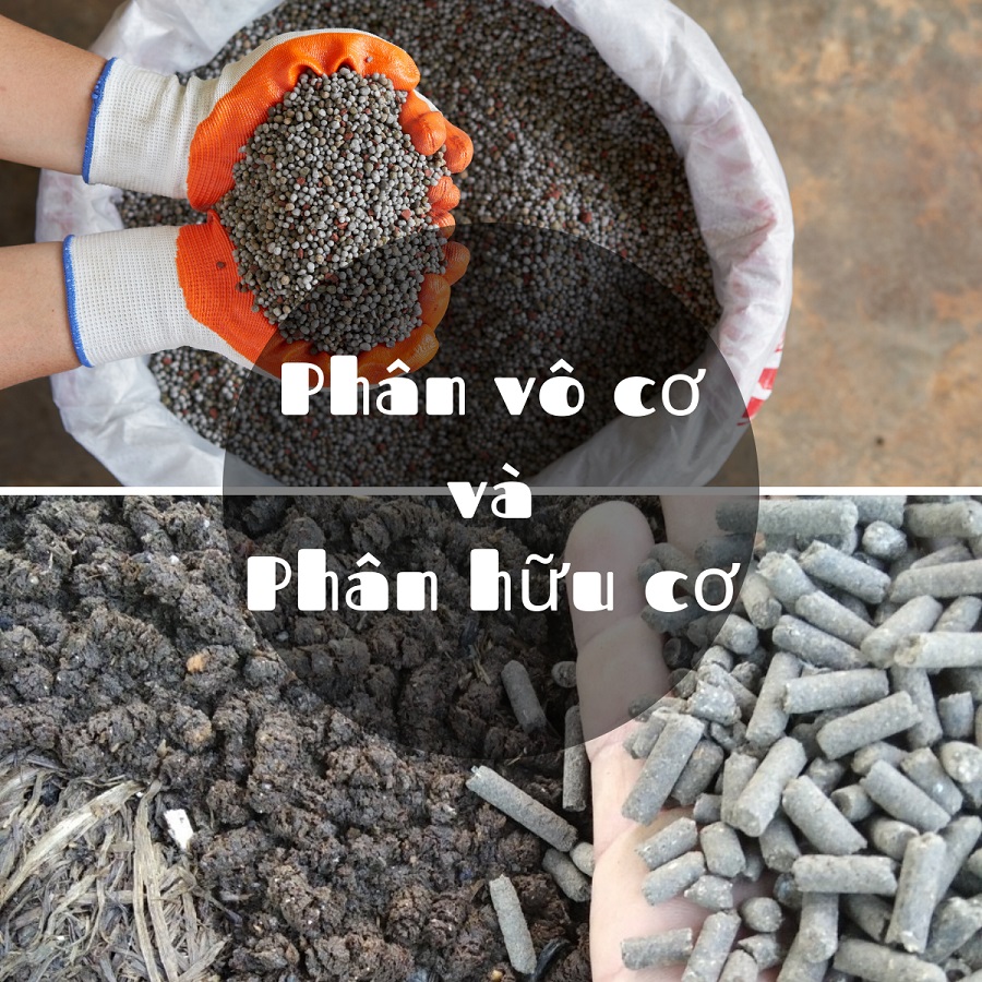 Sự khác biệt phân hữu cơ so với phân bón hóa học