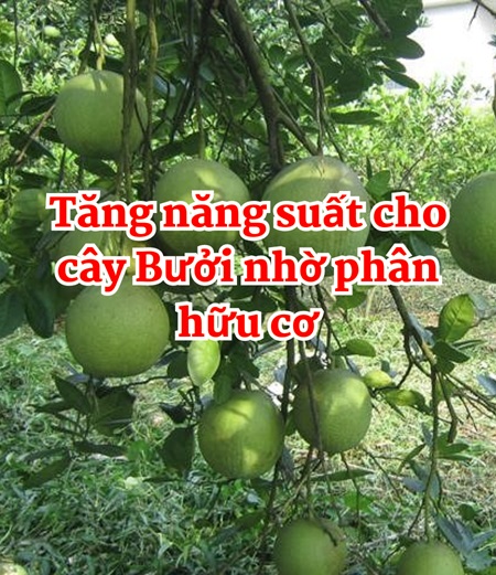 Tăng năng suất cho cây Bưởi nhờ bón Phân hữu cơ