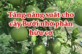 Tăng năng suất cho cây Bưởi nhờ bón Phân hữu cơ