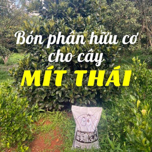 Cách bón phân hữu cơ cho cây mít thái