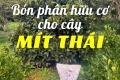 Cách bón phân hữu cơ cho cây mít thái