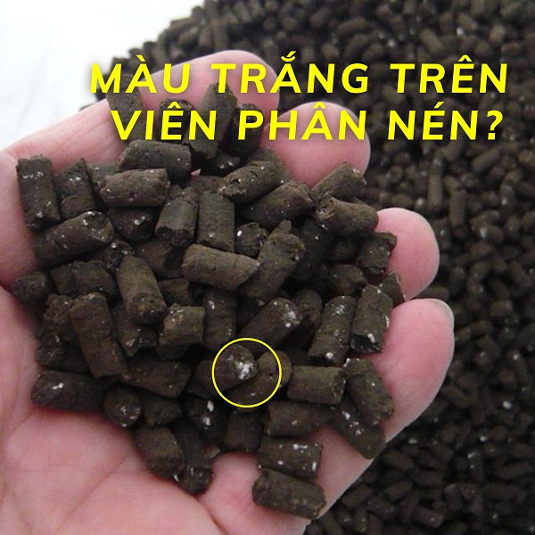 Màu trắng trên viên phân nở là gì?