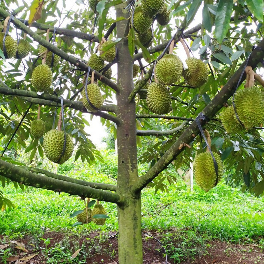 Kỹ thuật bón phân hữu cơ hiệu quả cho cây sầu riêng