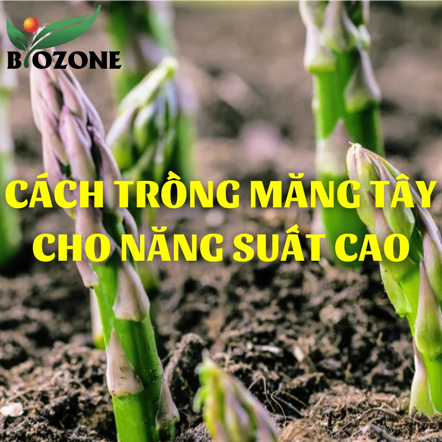 Cây măng tây – Trồng một lần và thu hoạch trong nhiều năm