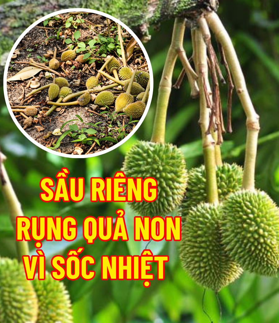 Sầu riêng rụng quả non vì sốc nhiệt nắng nóng