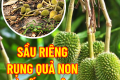 Sầu riêng rụng quả non vì sốc nhiệt nắng nóng