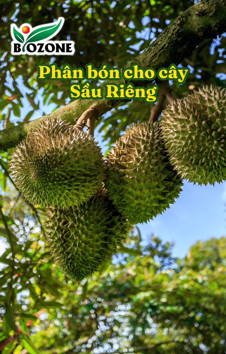 Phân bón dùng cho cây Sẩu Riêng