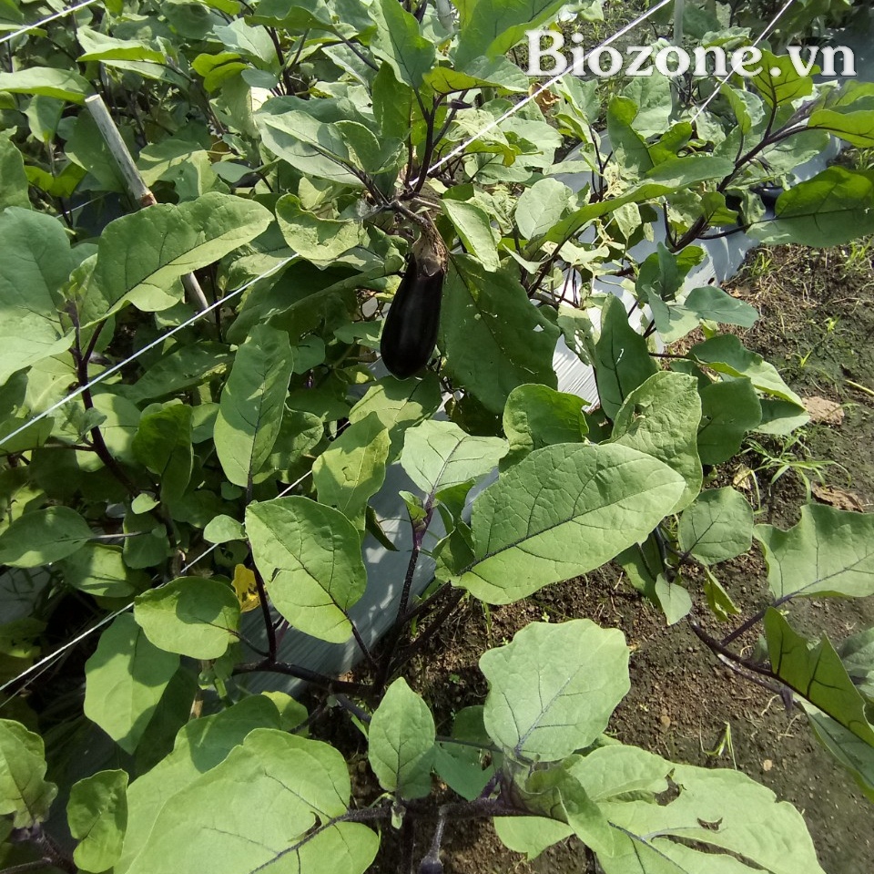 Phân gà hữu cơ viên nở Nhật Bản dùng cho cà tím Nhật