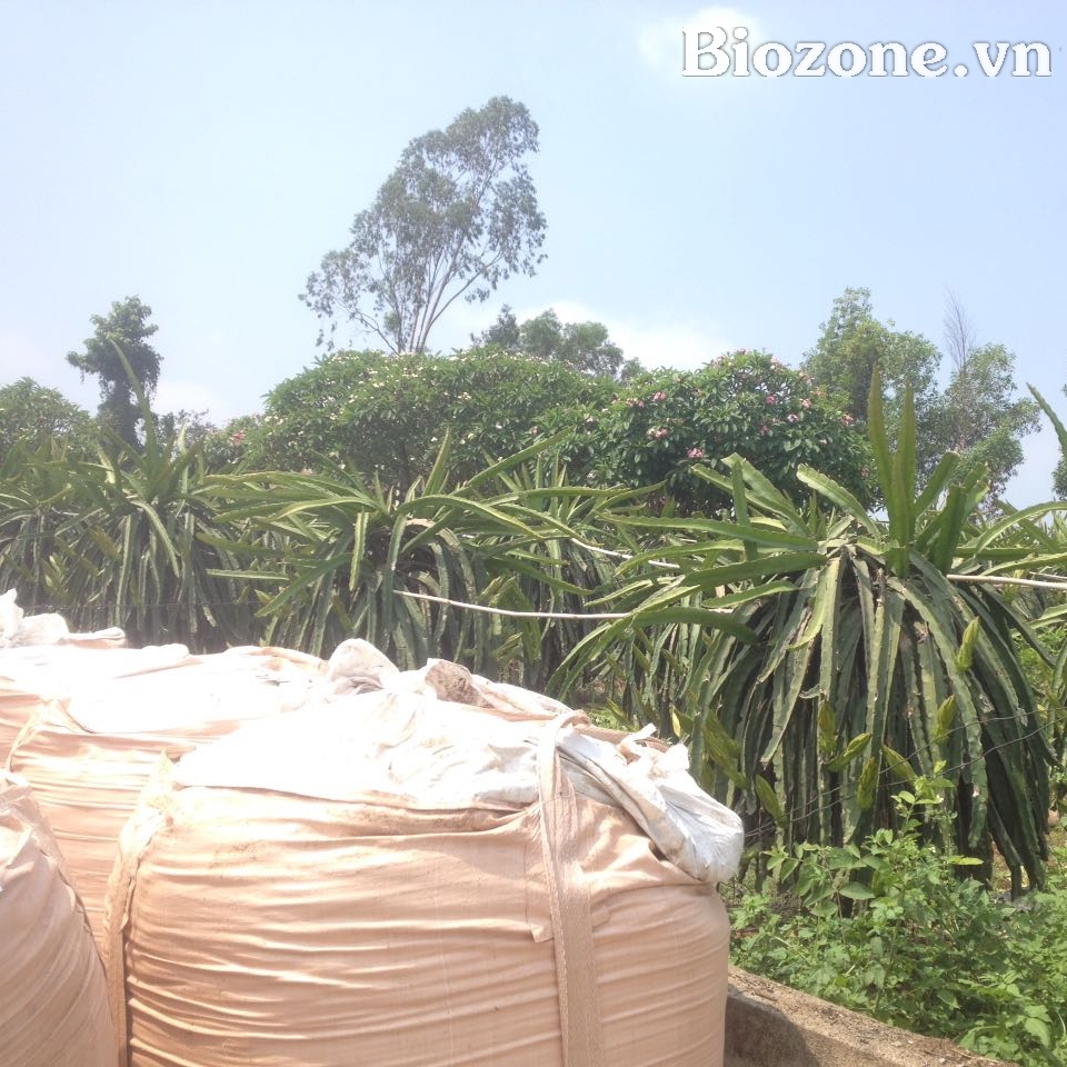 Thanh long tím hồng sử dụng phân gà hữu cơ Nhật Bản 